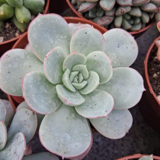 Echeveria Subcorymbosa Lau 026