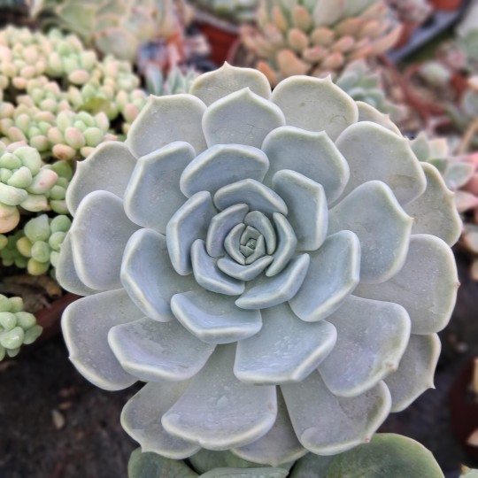 Graptoveria 'Hola'