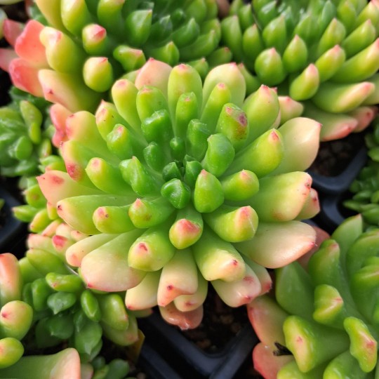 Sedeveria 'Red Lanterne'