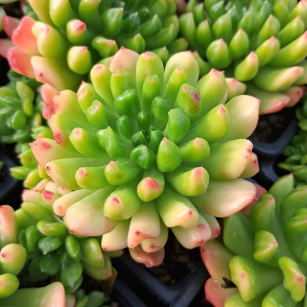 Sedeveria 'Red Lantern'