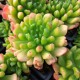 Sedeveria 'Red Lantern'