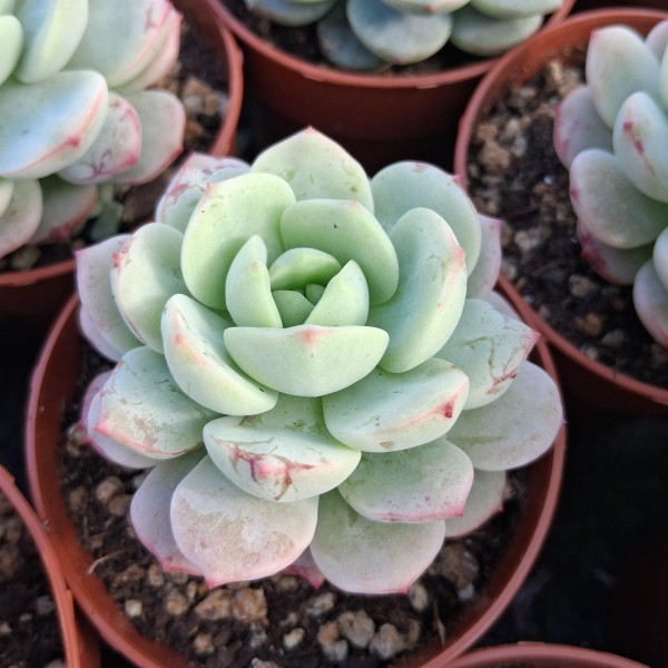 Sedeveria 'Pudgy'