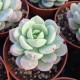Sedeveria 'Pudgy'