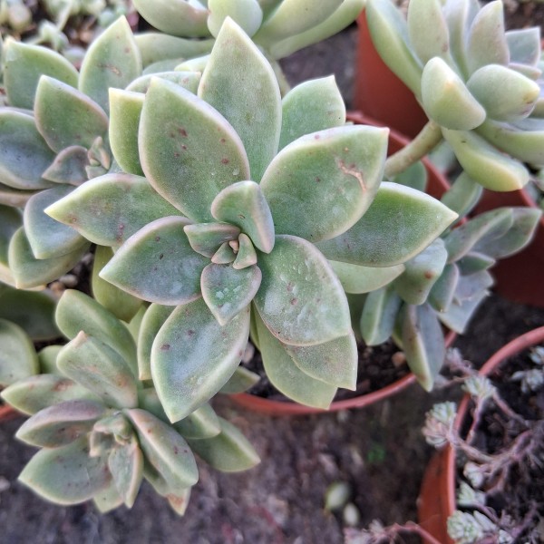 Graptovedum 'Anis'