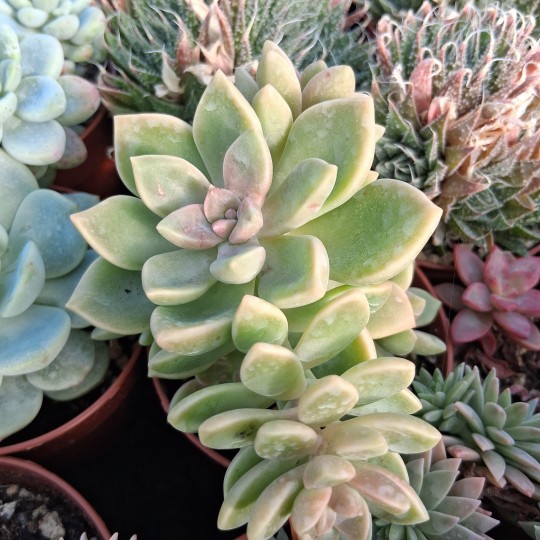 Graptovedum 'Anis'