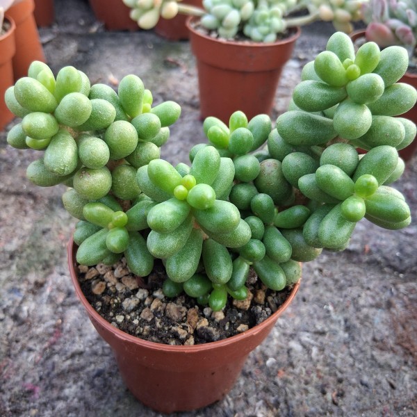 Sedum 'Hernandezii'
