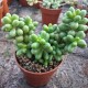 Sedum 'Hernandezii'