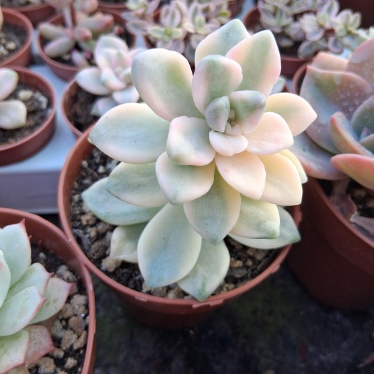Graptosedum 'Ghosty' variegata