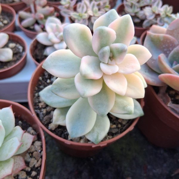 Graptosedum 'Ghosty' variegata