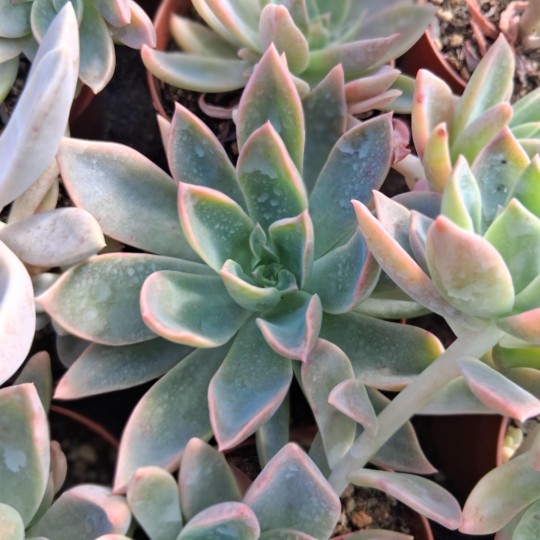 Graptoveria 'Waterlily'