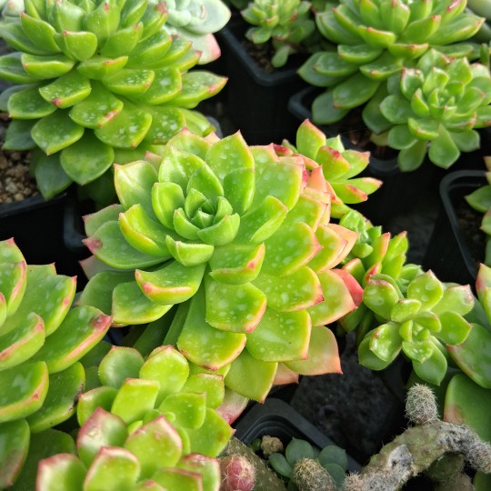 Sedeveria 'Létizia'
