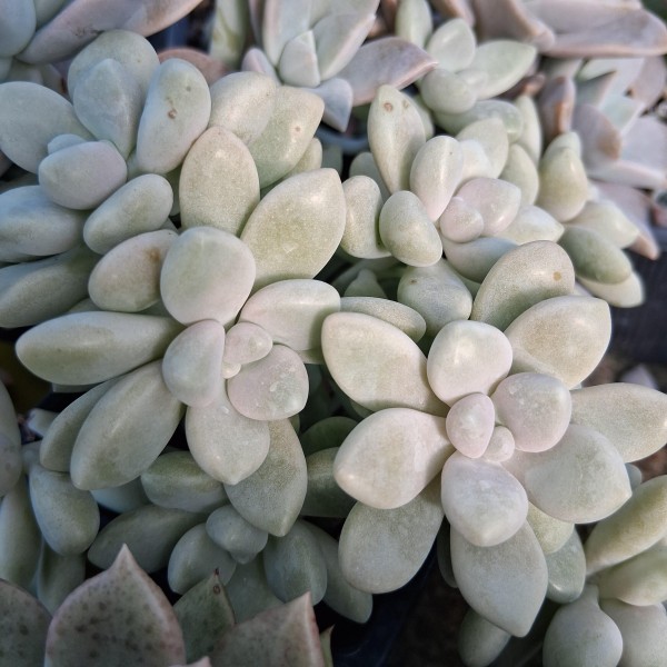 Graptosedum  'Daruma Shu-rei'