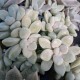 Graptosedum  'Daruma Shu-rei'