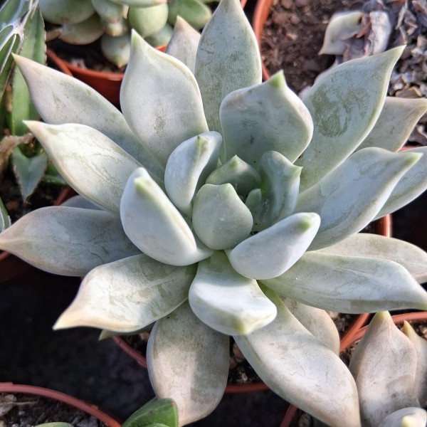 Pachyveria 'Compassion'