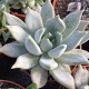 Pachyveria 'Compassion'