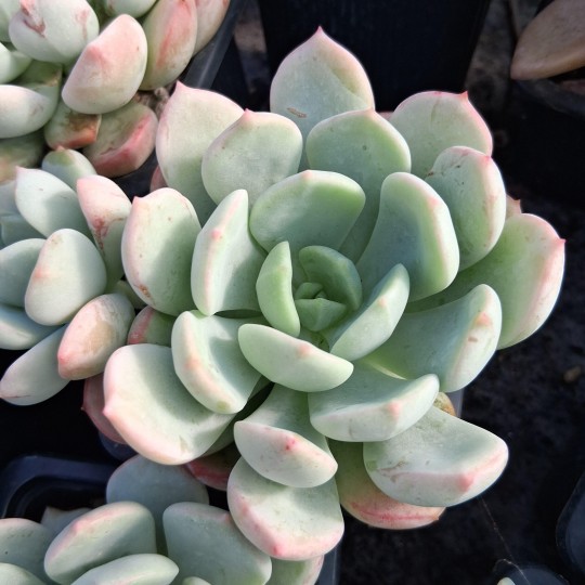 Graptoveria 'A Grim One'