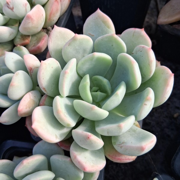 Graptoveria 'A Grim One'