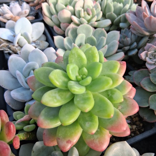 Sedum 'Alice Evans'