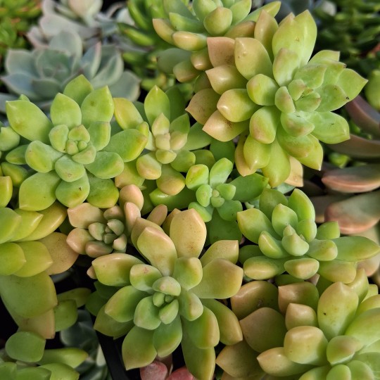 Sedum 'Gospo'