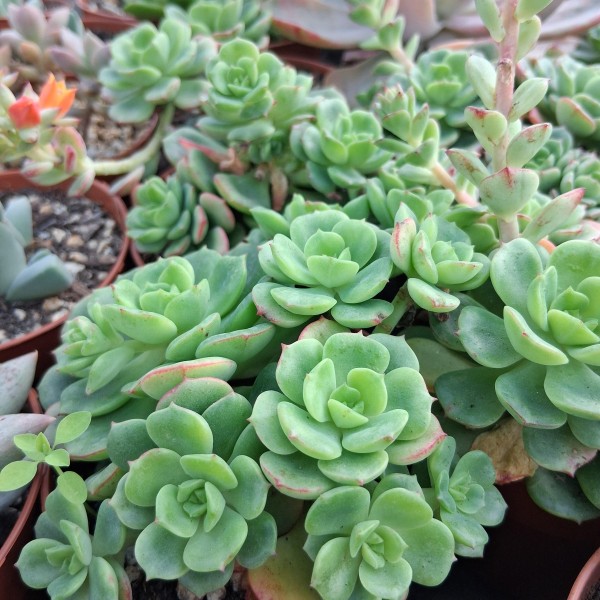 Echeveria 'Victor'