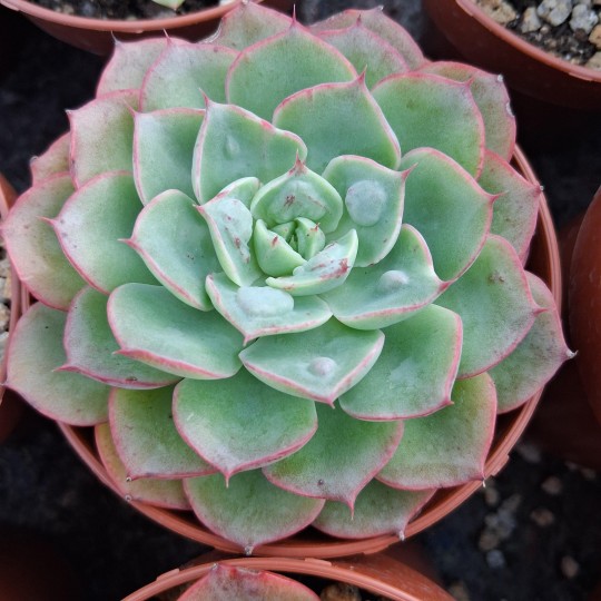 Echeveria 'Rain Drops'