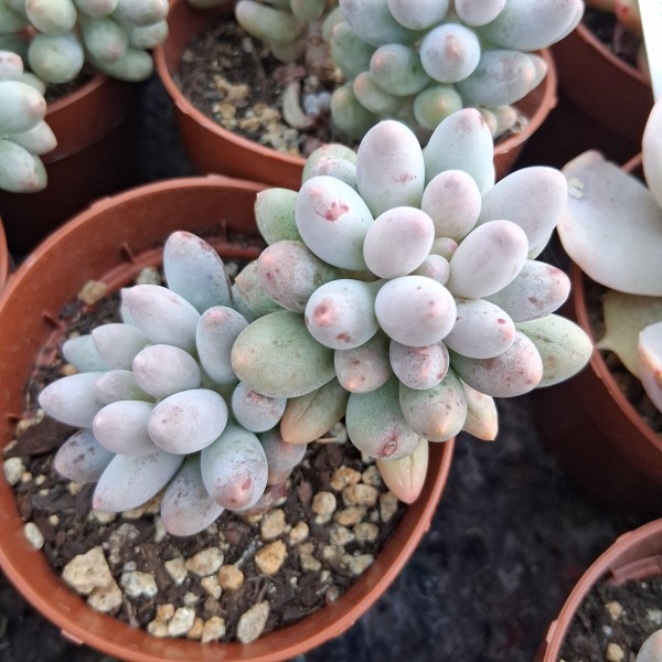 Pachyphytum Rzedowskii