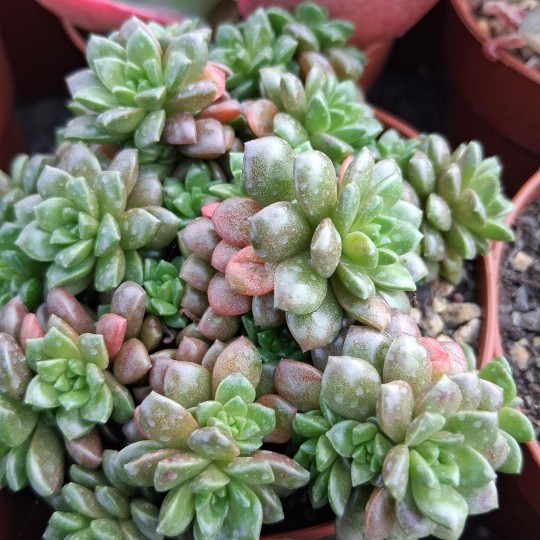 Crémnosedum 'Little Gem'
