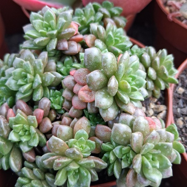 Crémnosedum 'Little Gem'