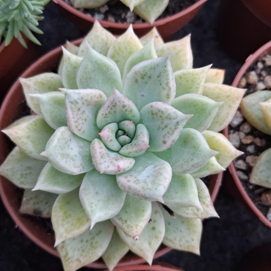 Graptoveria 'Arje'