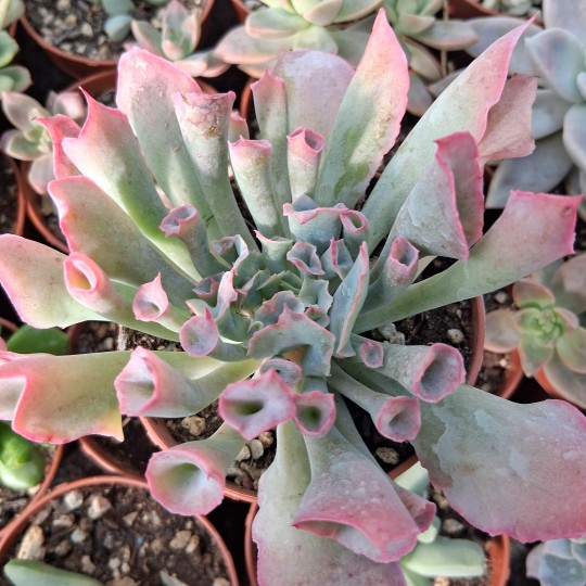 Echeveria 'Pinky Trumpet'