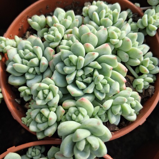 Sédum 'Rosa de Perei'