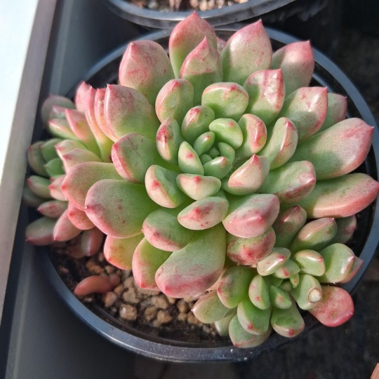 Graptoveria 'Bashful'