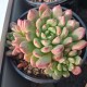 Graptoveria 'Bashful'