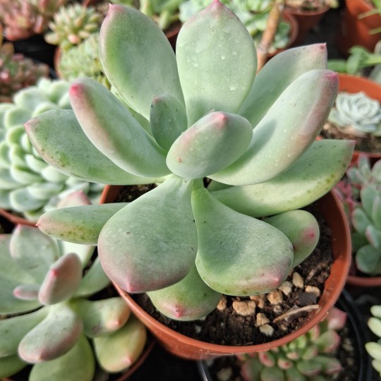 Pachyveria 'Dr Cornellius'