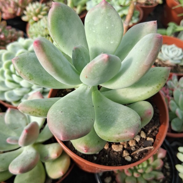 Pachyveria 'Dr Cornellius'