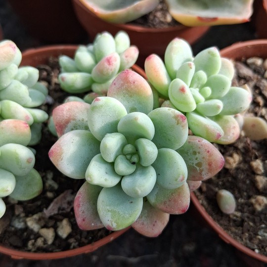Sedum 'Clavatum'