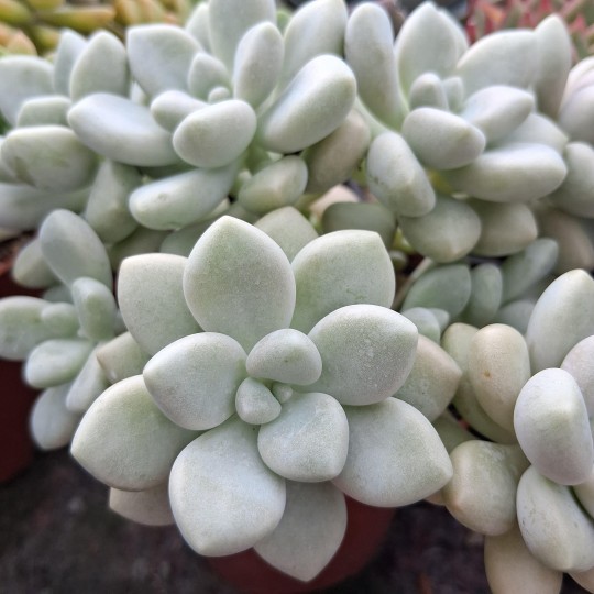 Graptosedum  'Daruma Shu-rei'