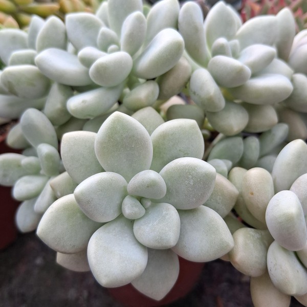 Graptosedum  'Daruma Shu-rei'
