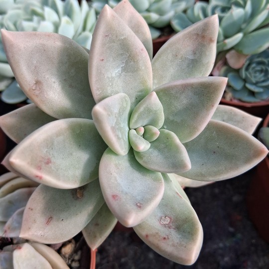 Cremnopetalum 'Fred Wass'