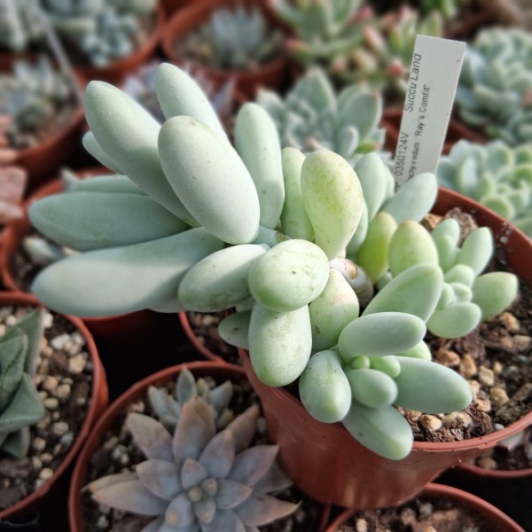 Pachevedum 'Ray's Comfit'