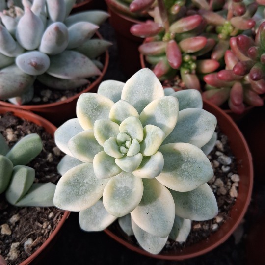 Sedum 'Clavatum' variegata