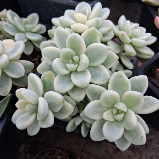 Sedum 'Clavatum' variegata
