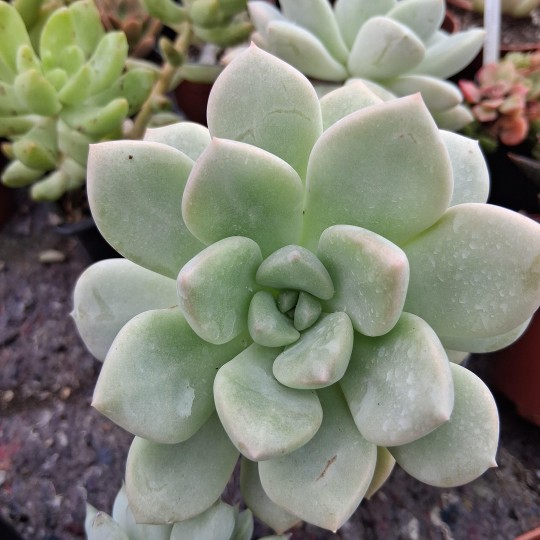 Graptophyria 'Graine de Jour'
