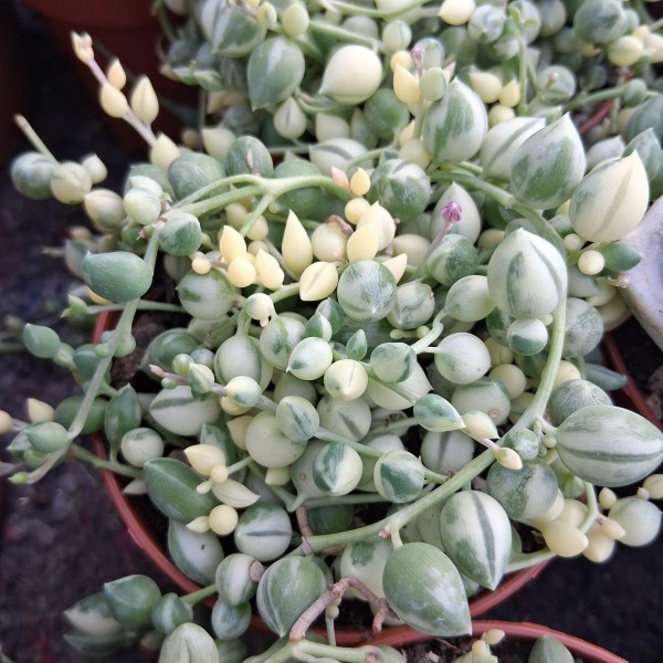 Senecio herreanus Variegata