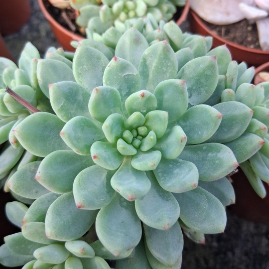 Sedeveria 'Blue Elf'