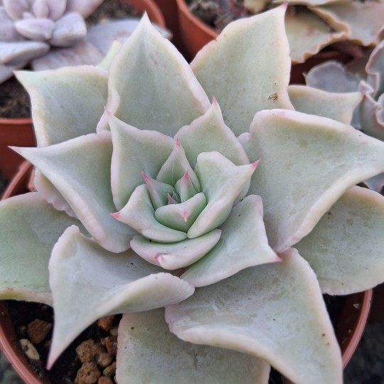 Echeveria 'Madiba'