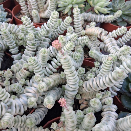 Crassula rupestris ssp. marnieriana variegata