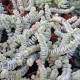 Crassula rupestris ssp. marnieriana variegata