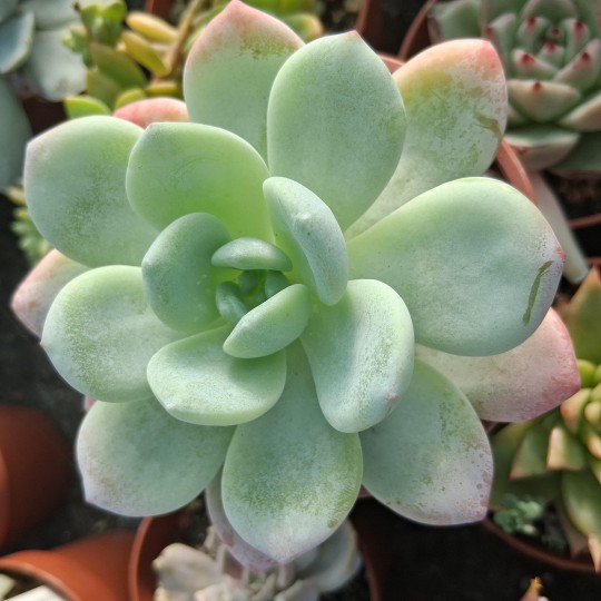 Sedeveria 'Maxwell'
