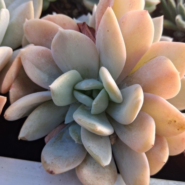 Echeveria 'Exotic'